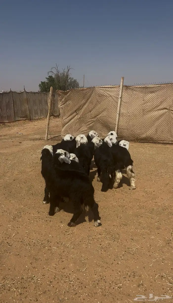 طليان نجد (تم البيع تم البيع) 1