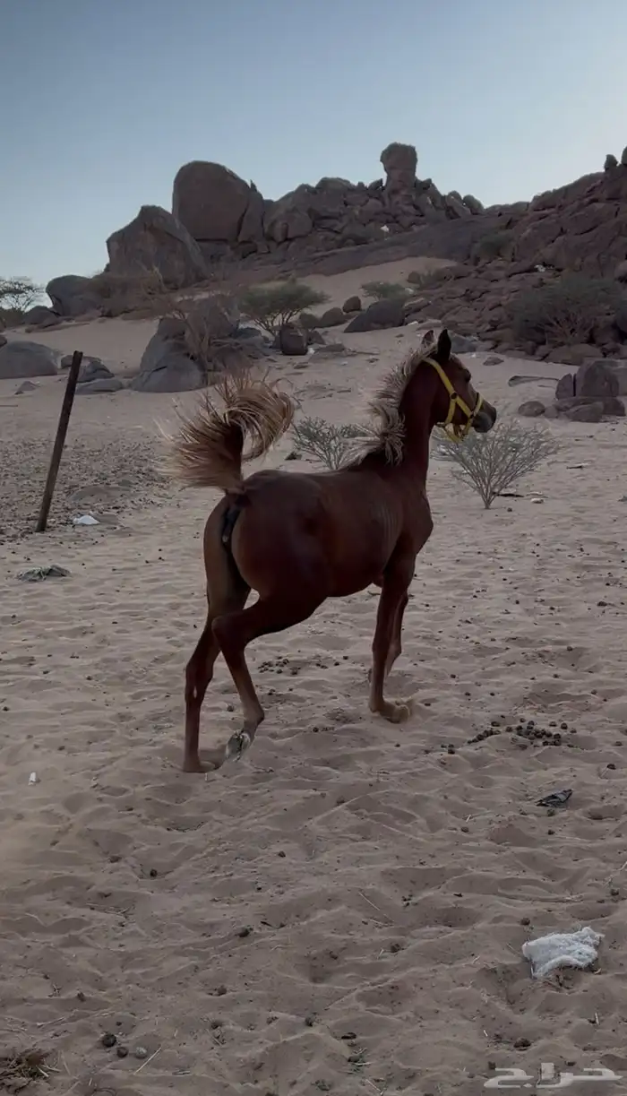 فرس لقحه تحتها مهره على الحازم 3