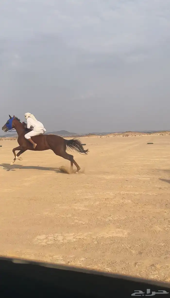 فرس للبيع 10