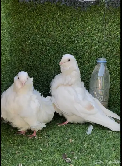 زوج كشكي لمن index