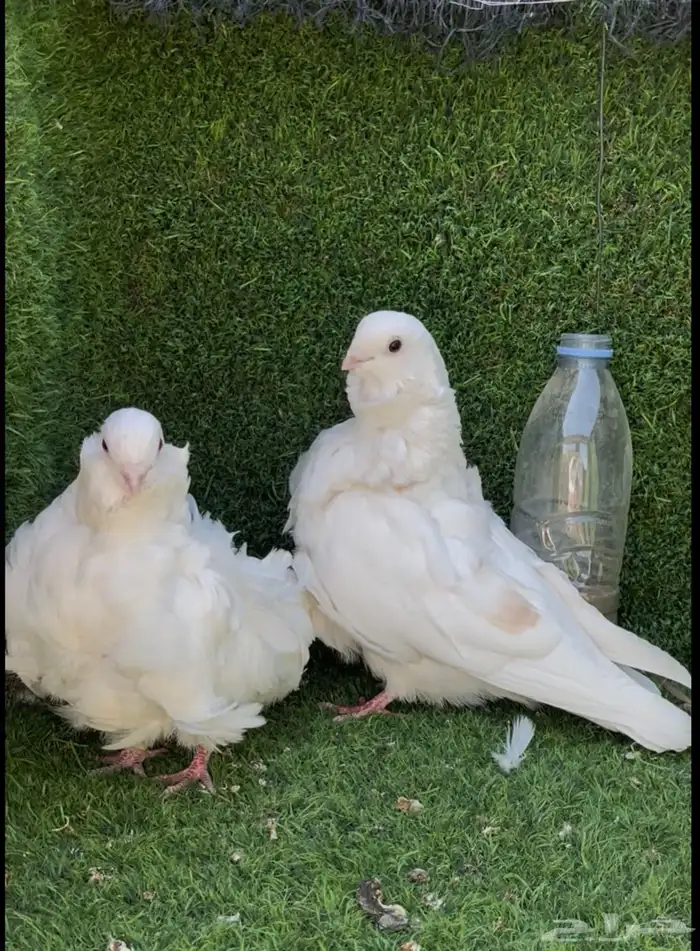 زوج كشكي لمن 1