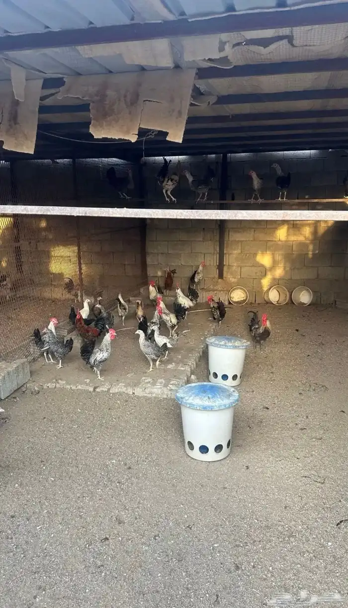 دجاج بلدي و فيومي للبيع 4