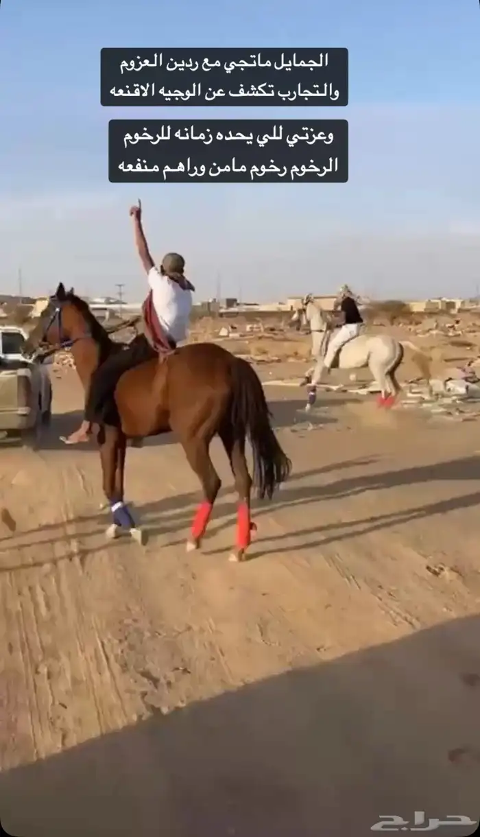 فرس للبيع 12