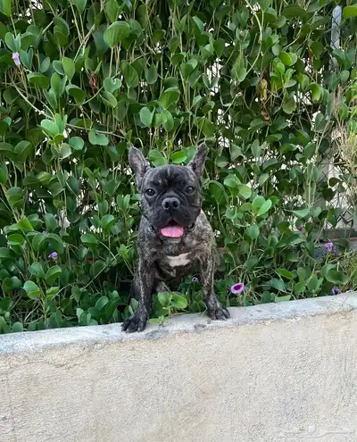 كلب للبيع فرنش بول index