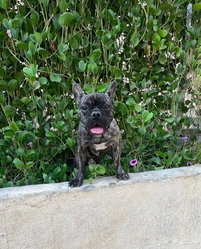 كلب للبيع فرنش بول 0