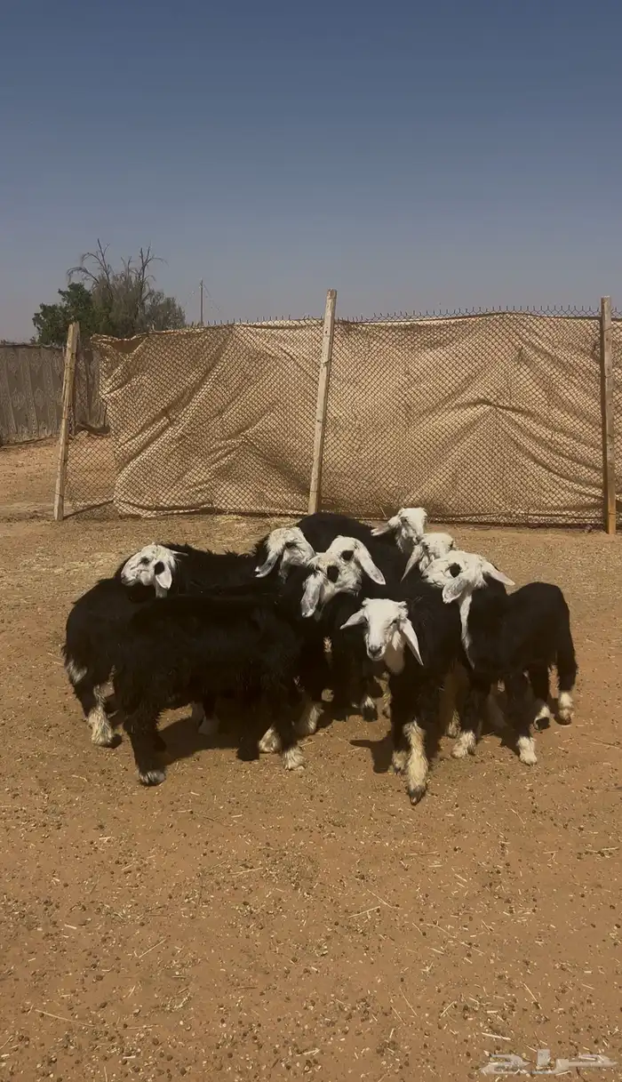 طليان نجد (تم البيع تم البيع) 2