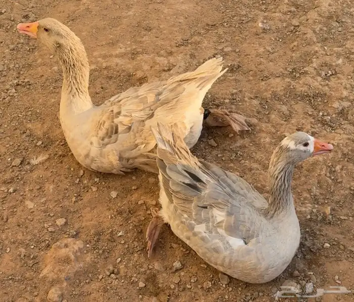 مطلوب وز بلدي 0