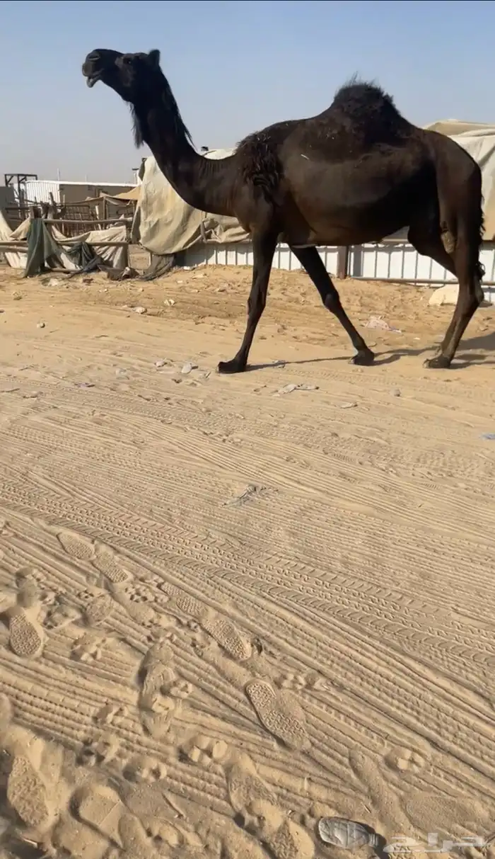 القحه طيبه جدا 0