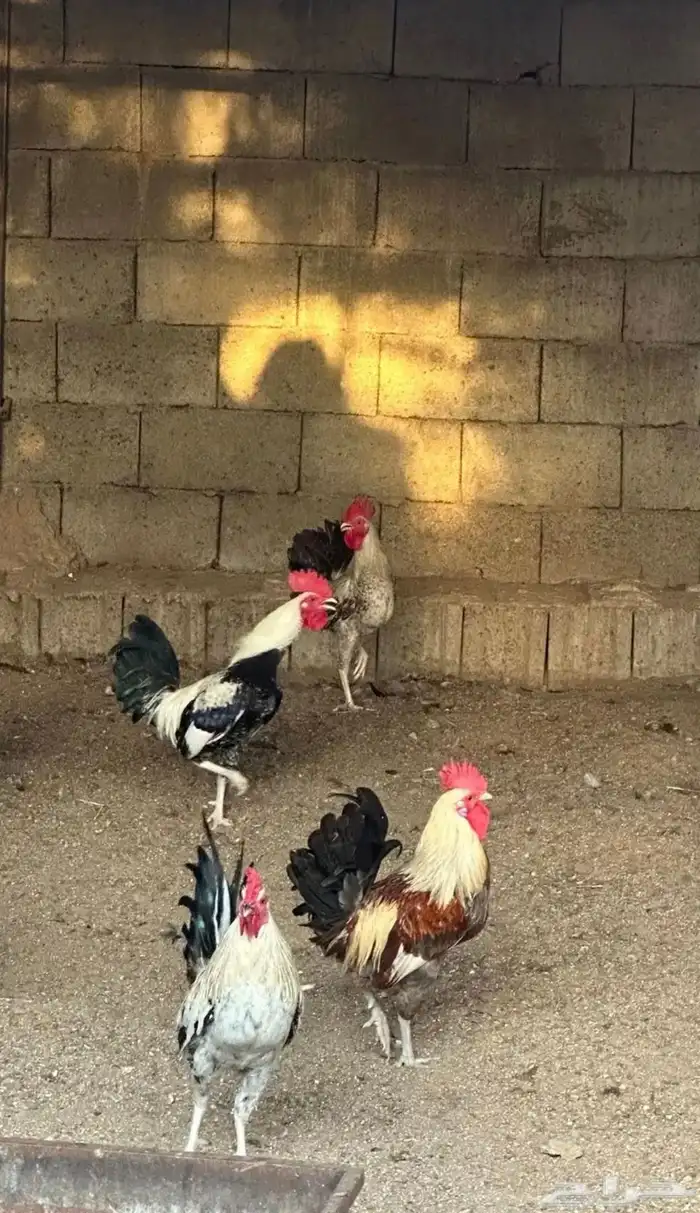 دجاج بلدي و فيومي للبيع 2