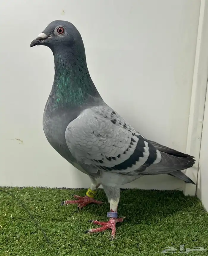 زاجل ابطال بشهايد 3