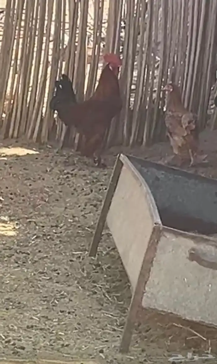 دجاج تركي دجاج كفوا 0