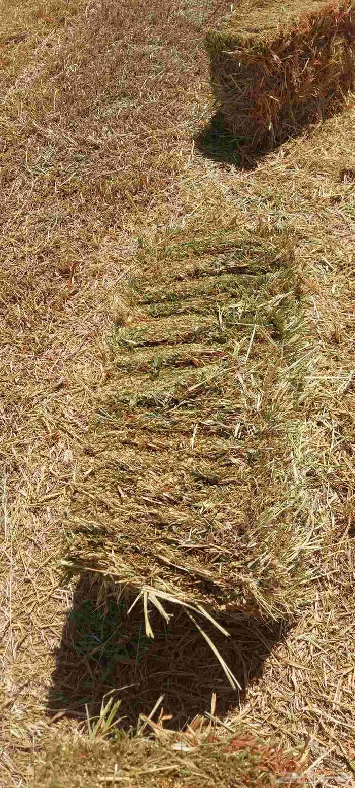 دره جزانى اخمر م اس 87 4