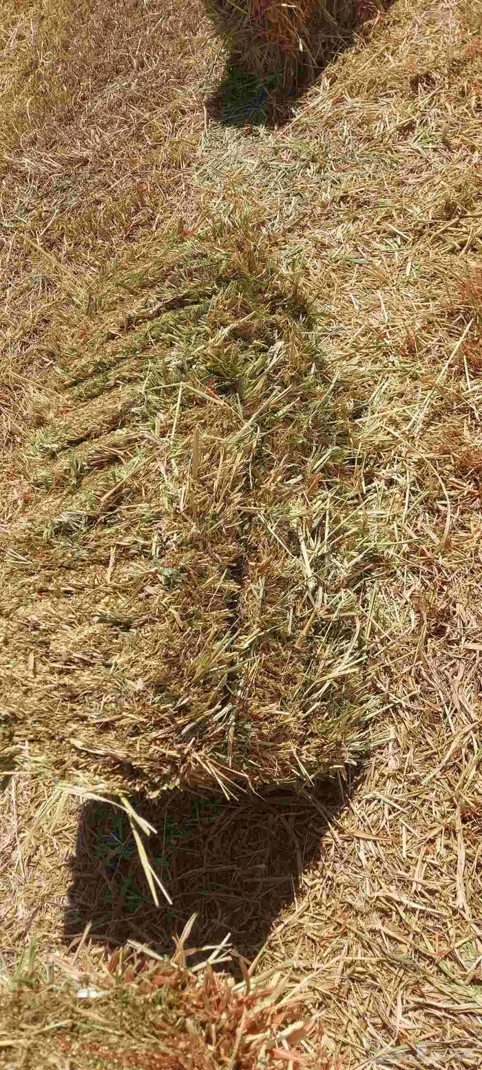 دره جزانى اخمر م اس 87 2