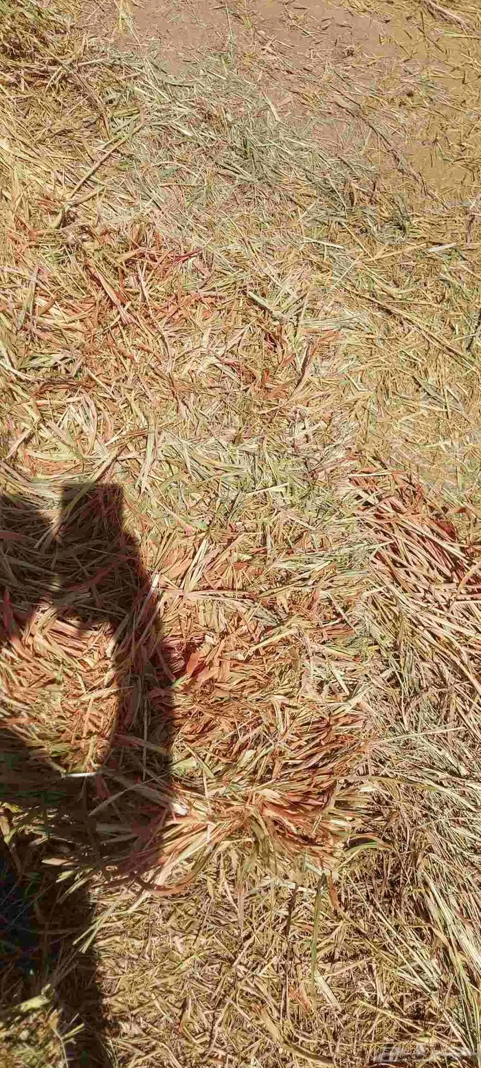 دره جزانى اخمر م اس 87 3