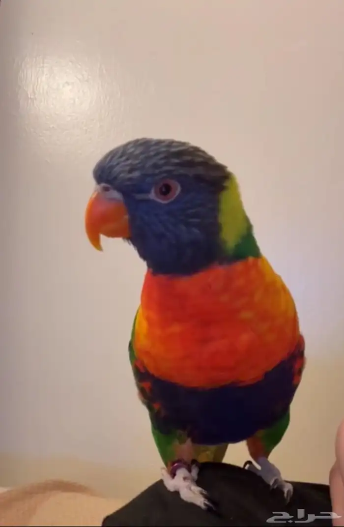 طير ببغاء لوري رينبو 0