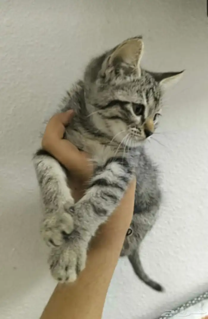 قطط كتن لتبني عمر 4 شهور سليمين و نظيفين بدون اغراضهم 0