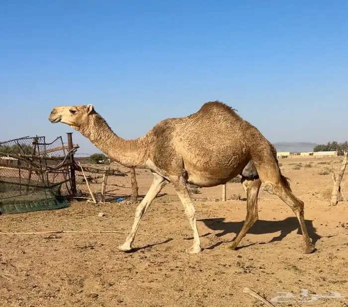 لقحه رباع حمرا 2