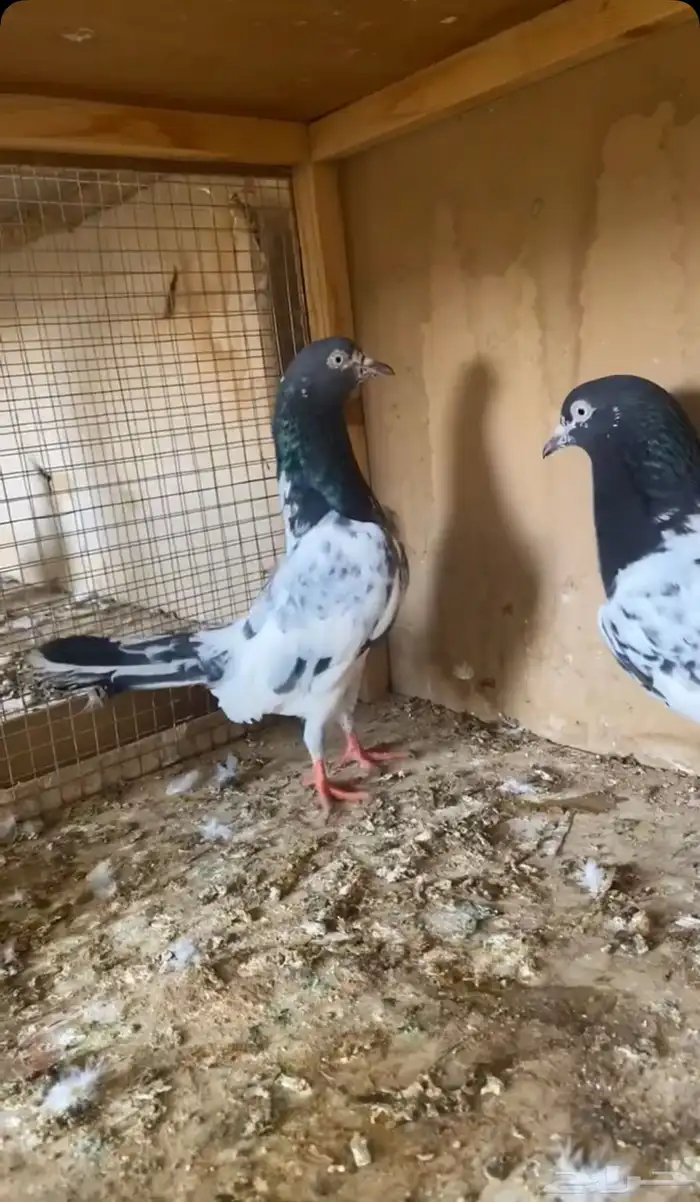 حمام للبيع 20