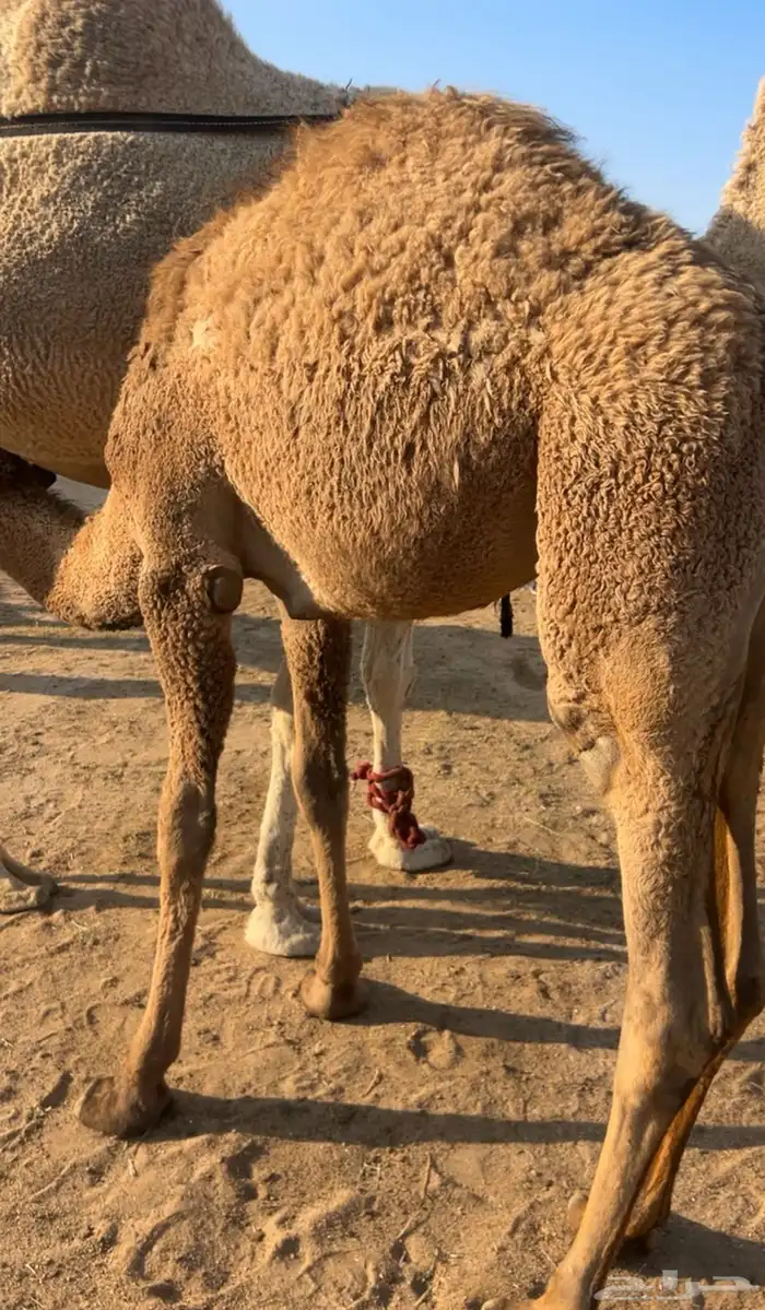 بكره على الحليب شراكه ارباع واثمان 0