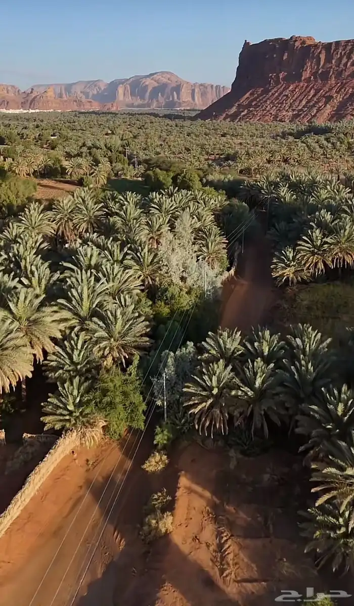 نخل للايجار منتج برني فاخر و حلوه 0