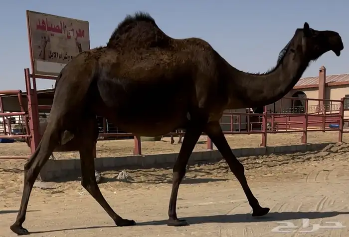 مجهم للبيع متالي طيبه جدا وسلم العذاريب 0