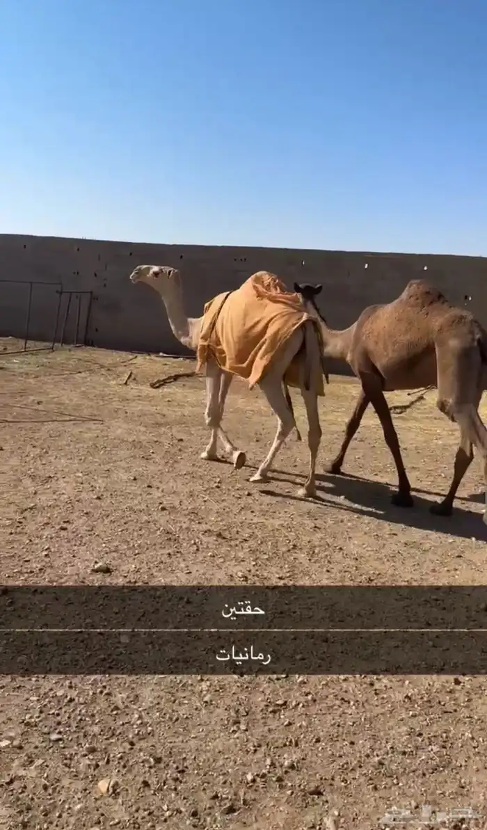 بكار رمانيات 0