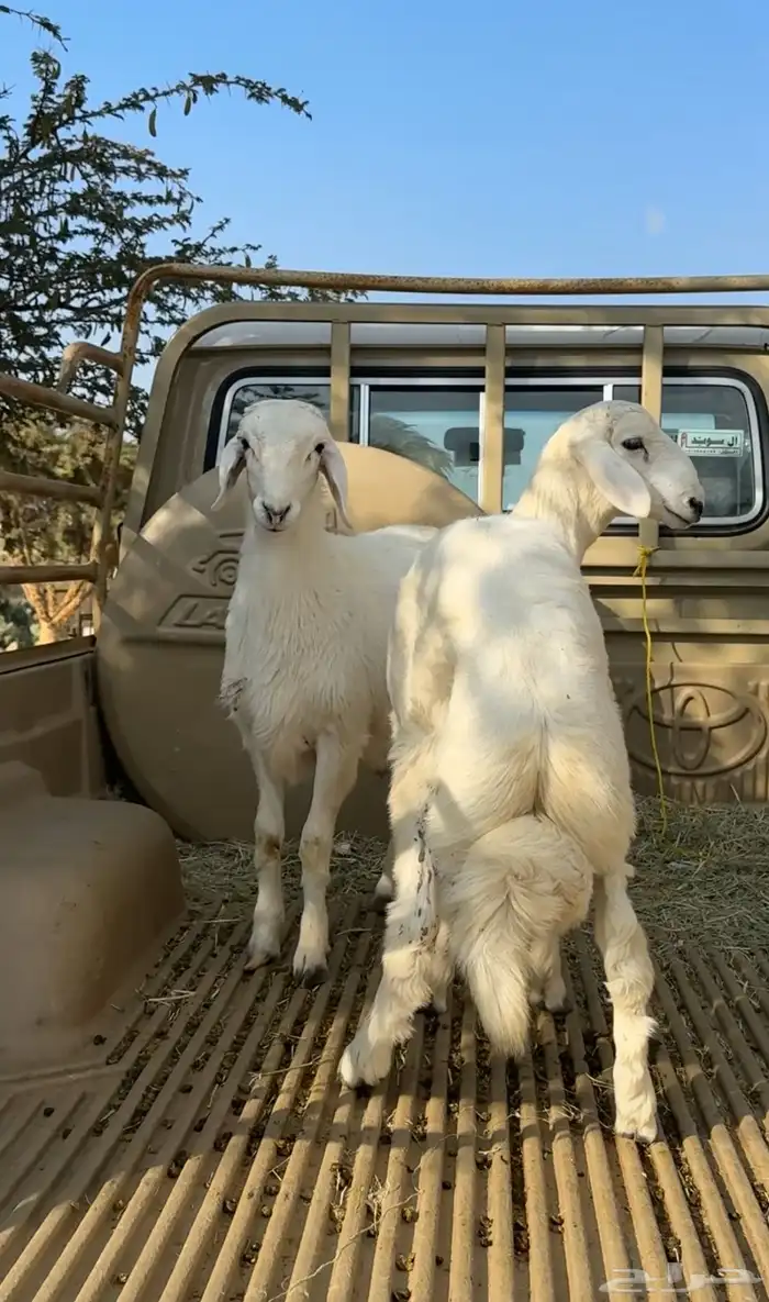 خروفين سمان فل شحم 0