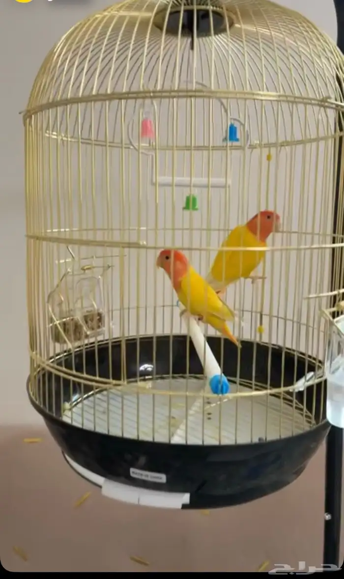 عصافير ببغاء الروز 1