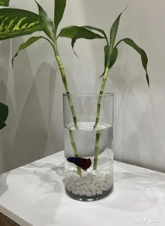 باقات بأسعار حلوه 7