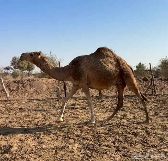 لقحه رباع حمرا 3