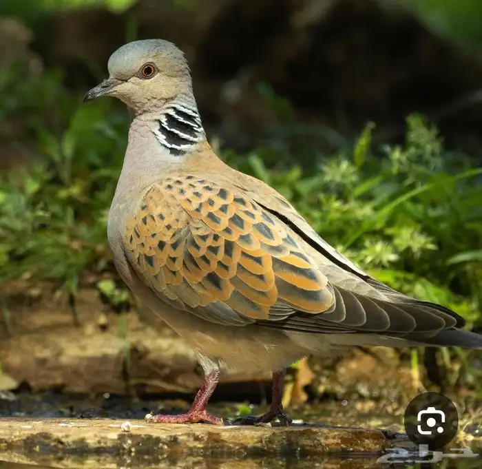 قميري انتاج محمية 0