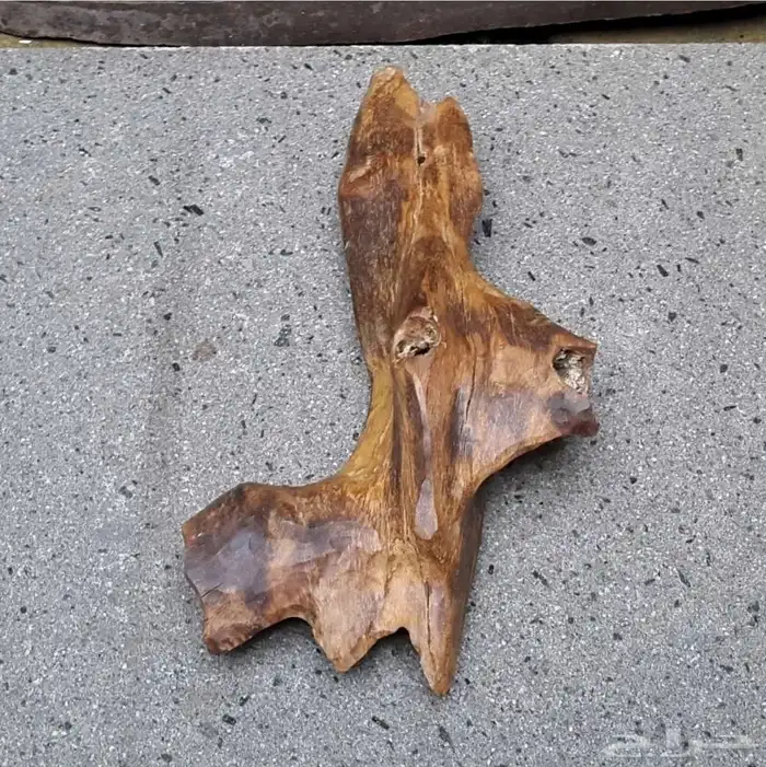 كسرتين عود كلمتانا وزنها 660 جرام و650 جرام شكل جمالي ورائحة 3