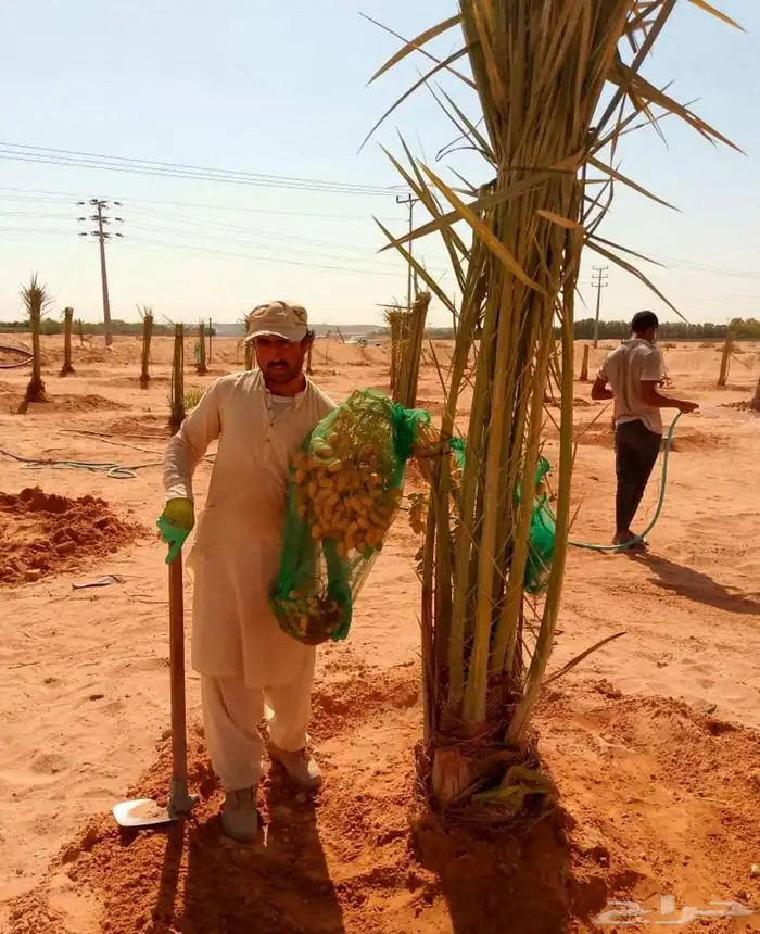 نخل مثمر نقايل واشنطني اخلاص سكري برحي صقعي شيشي هلالي 8