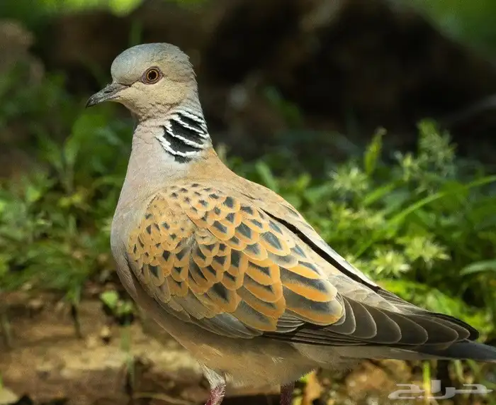 قميري انتاج محمية 2