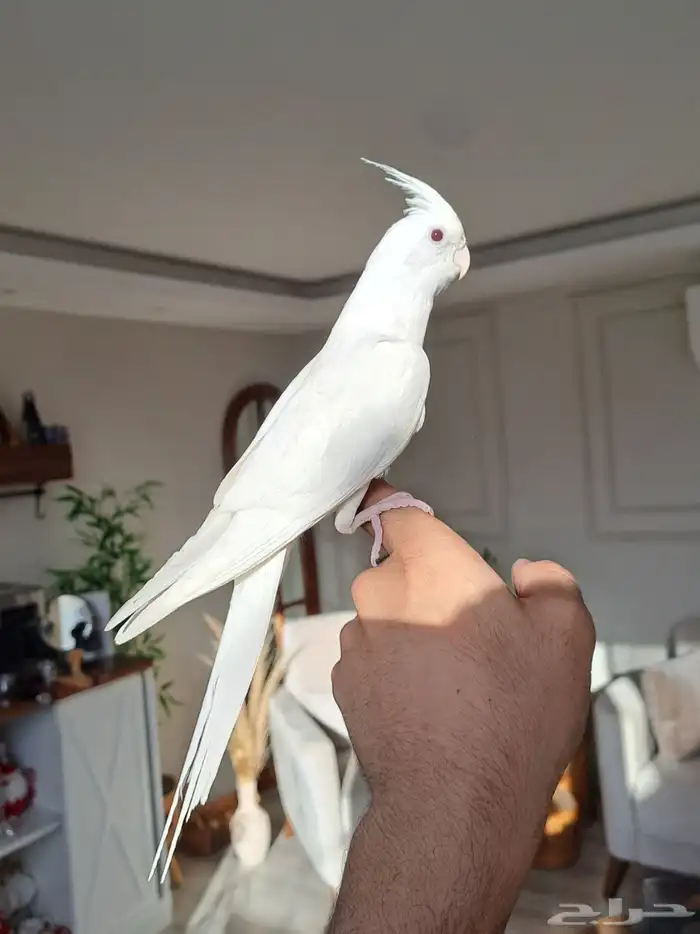 كروان البينو عيون حمر متكلم واليف لايفوتكم 0