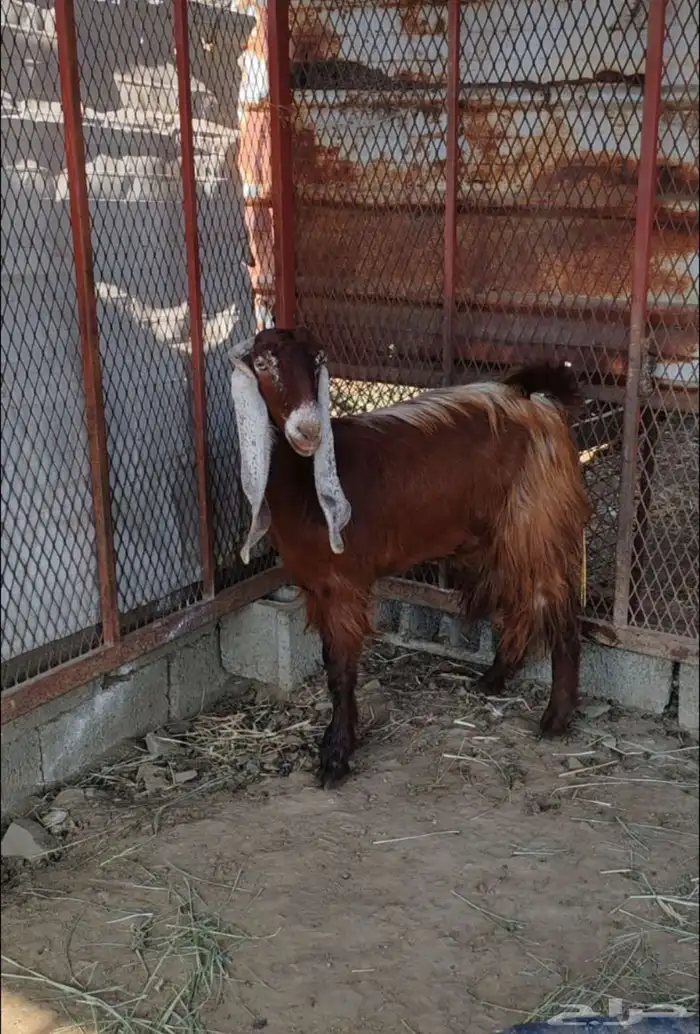 عناق ثنيه للبيع 2