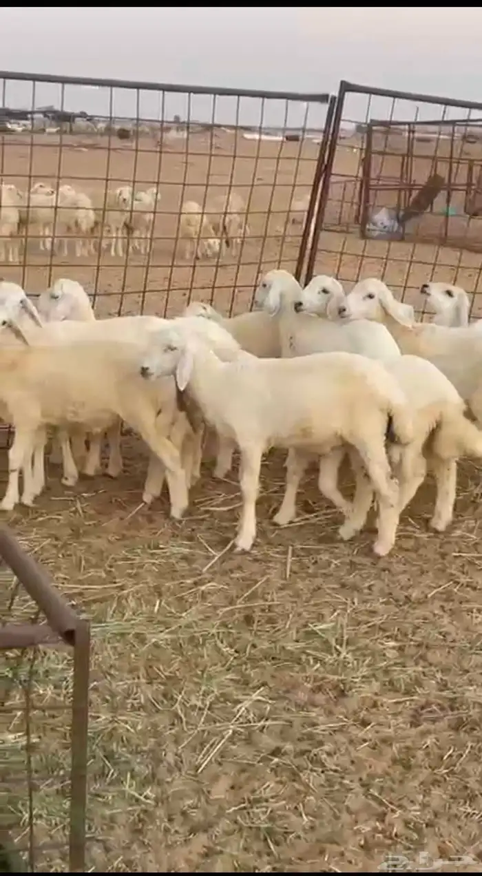 طليان نظيفه وطيبه الذكور12 الرخال 3 1
