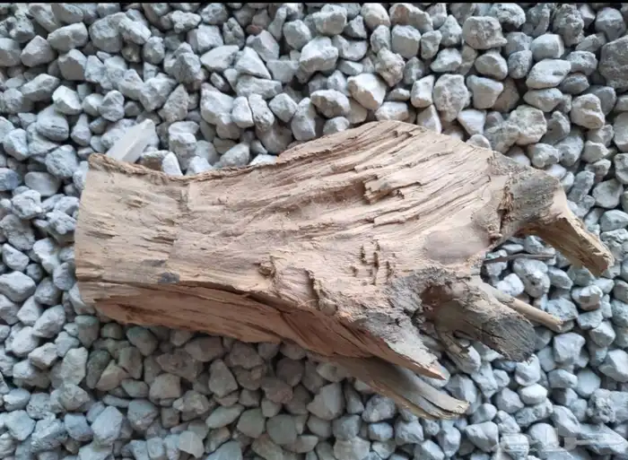 حطب زيتون ناشف 100 في 2