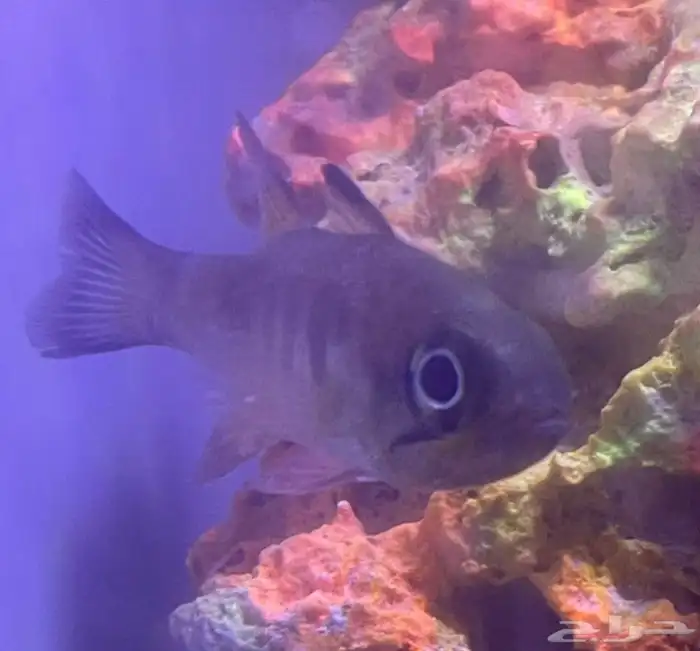 جده حي الثغر 4