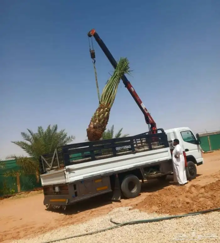 نخل للبيع مثمر خلاص سكري صقعي مجدول صفري خشرم منيفي شيشي سلج 4