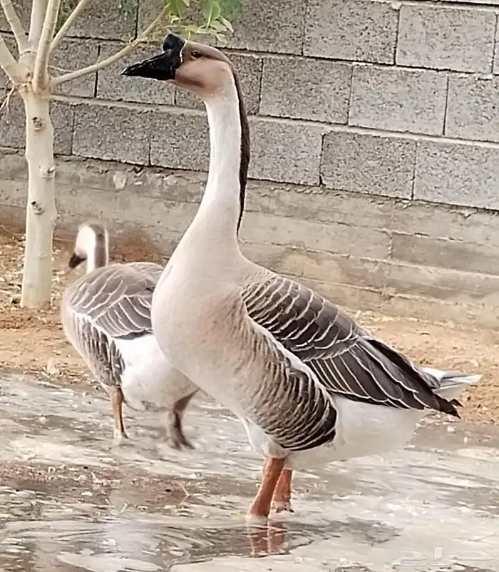 وز عراقي اصيل الكوبرا 0