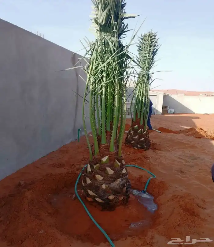 نخل للبيع مثمر خلاص سكري صقعي مجدول صفري خشرم منيفي شيشي سلج 3