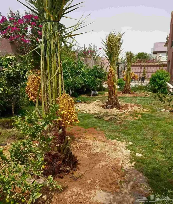 نخل للبيع مثمر خلاص سكري صقعي مجدول صفري خشرم منيفي شيشي سلج 0