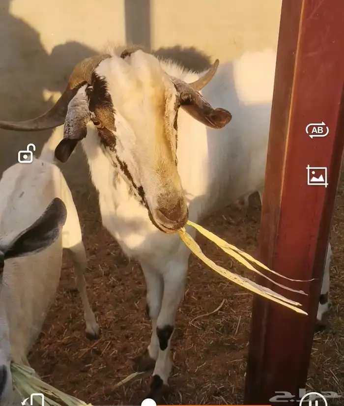 تيس فحل للبيع 2