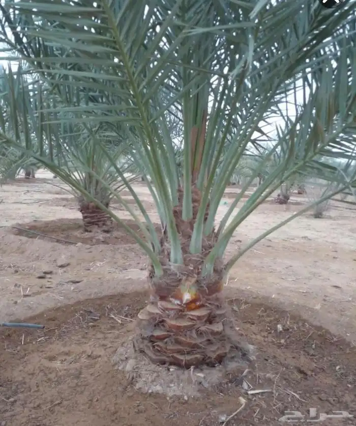 نقوم بتوريد جميع انواع انخيل العربي وزينه الوشنطني 1