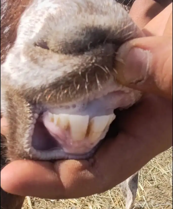 عناق ثنيه للبيع 0