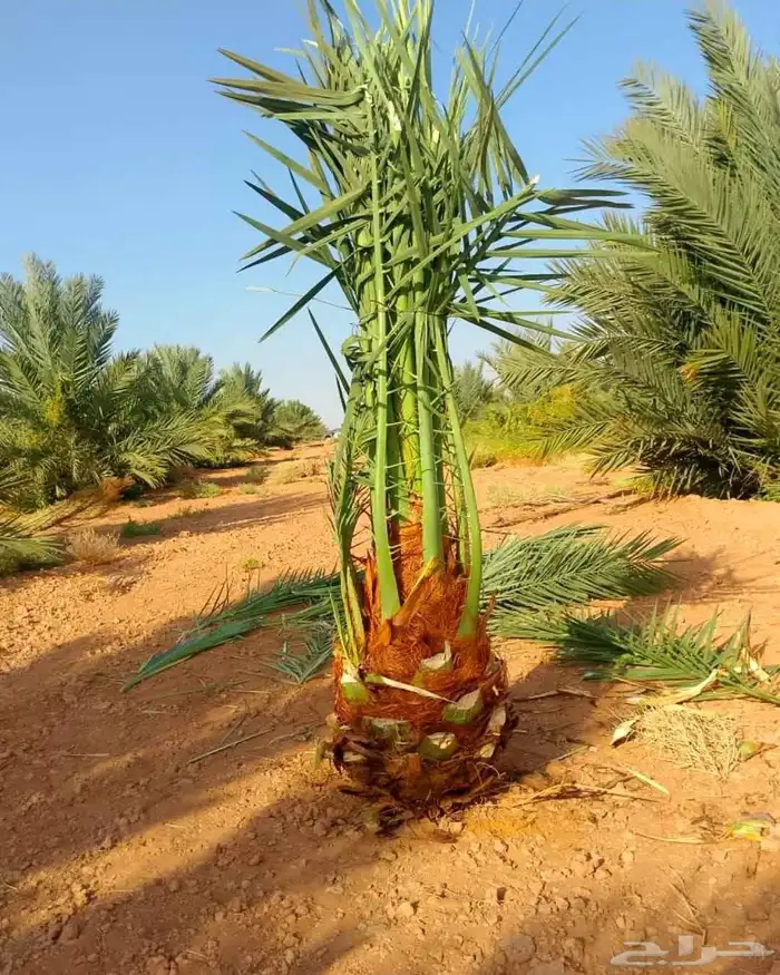 نخل مثمر نقايل واشنطني اخلاص سكري برحي صقعي شيشي هلالي 7