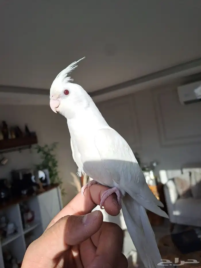 كروان البينو عيون حمر متكلم واليف لايفوتكم 4