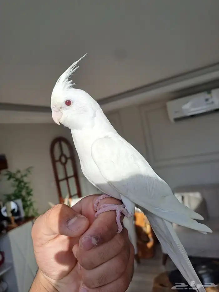 كروان البينو عيون حمر متكلم واليف لايفوتكم 1