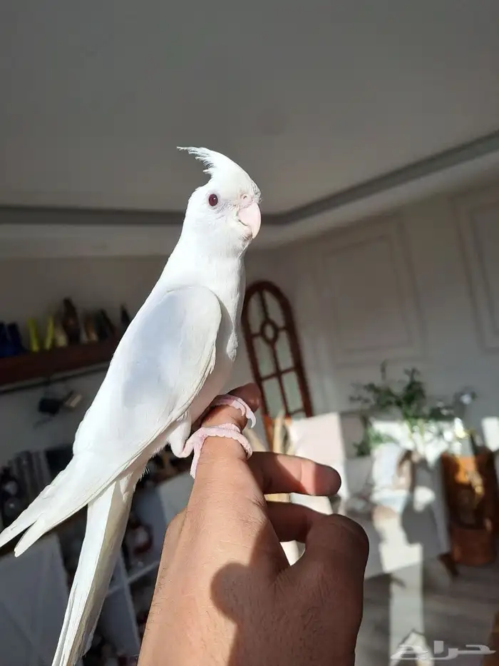 كروان البينو عيون حمر متكلم واليف لايفوتكم 3